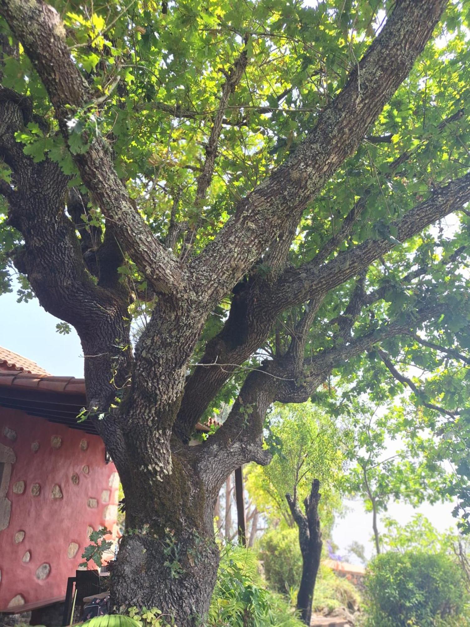 Casa Rural Con Piscina Privada El Roble 모야 외부 사진